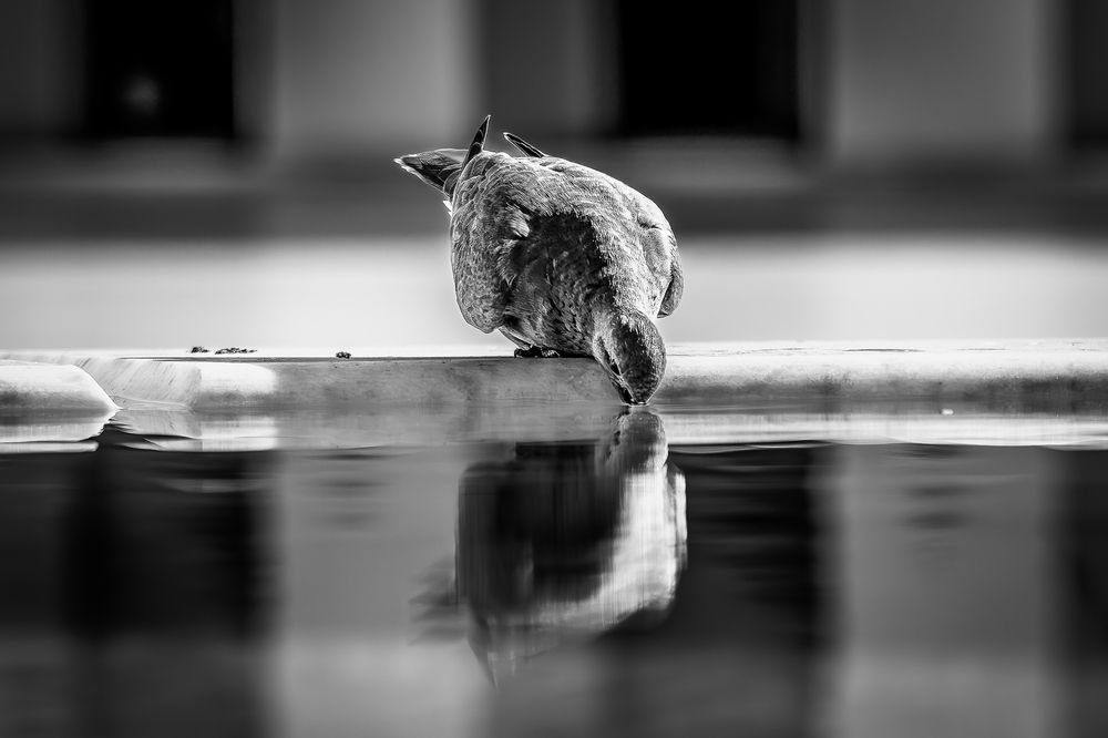 Photograph by Ayman Fawzy