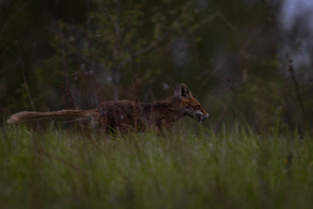 Photograph by Хабаров Сергей