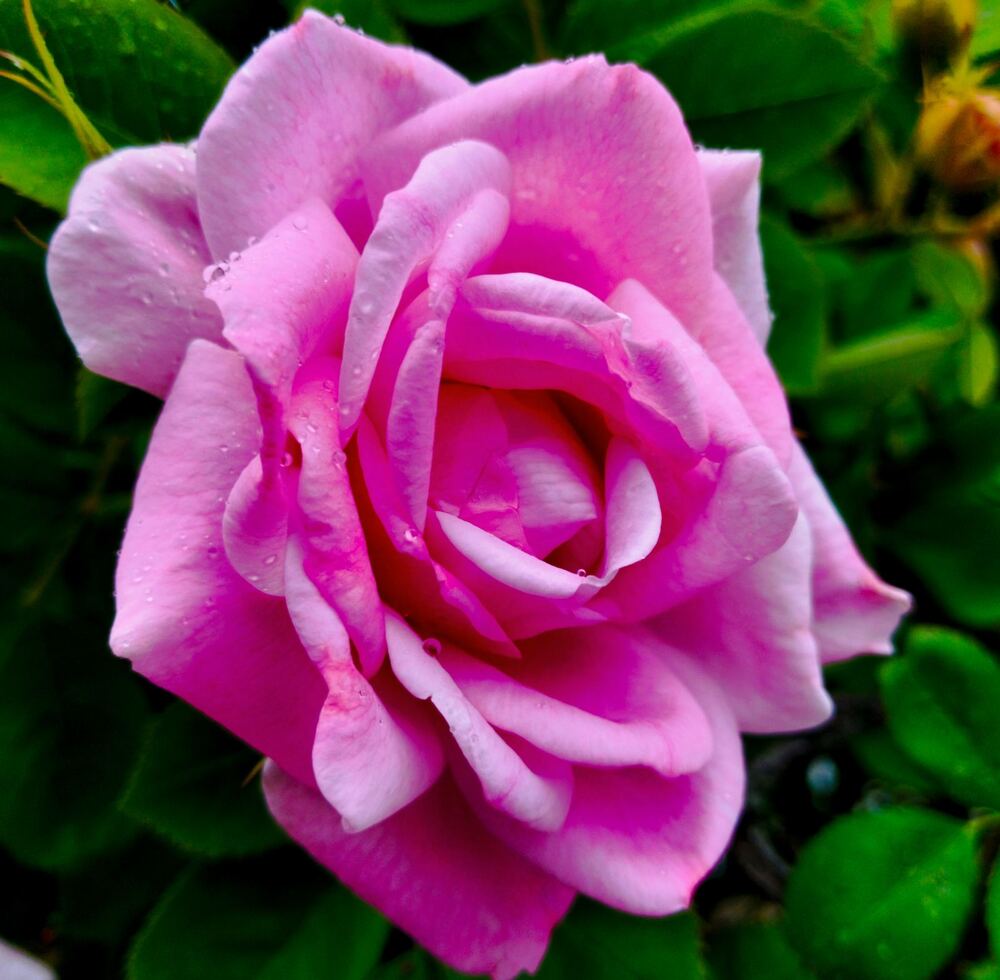 Фотография автора Галина Бобкина