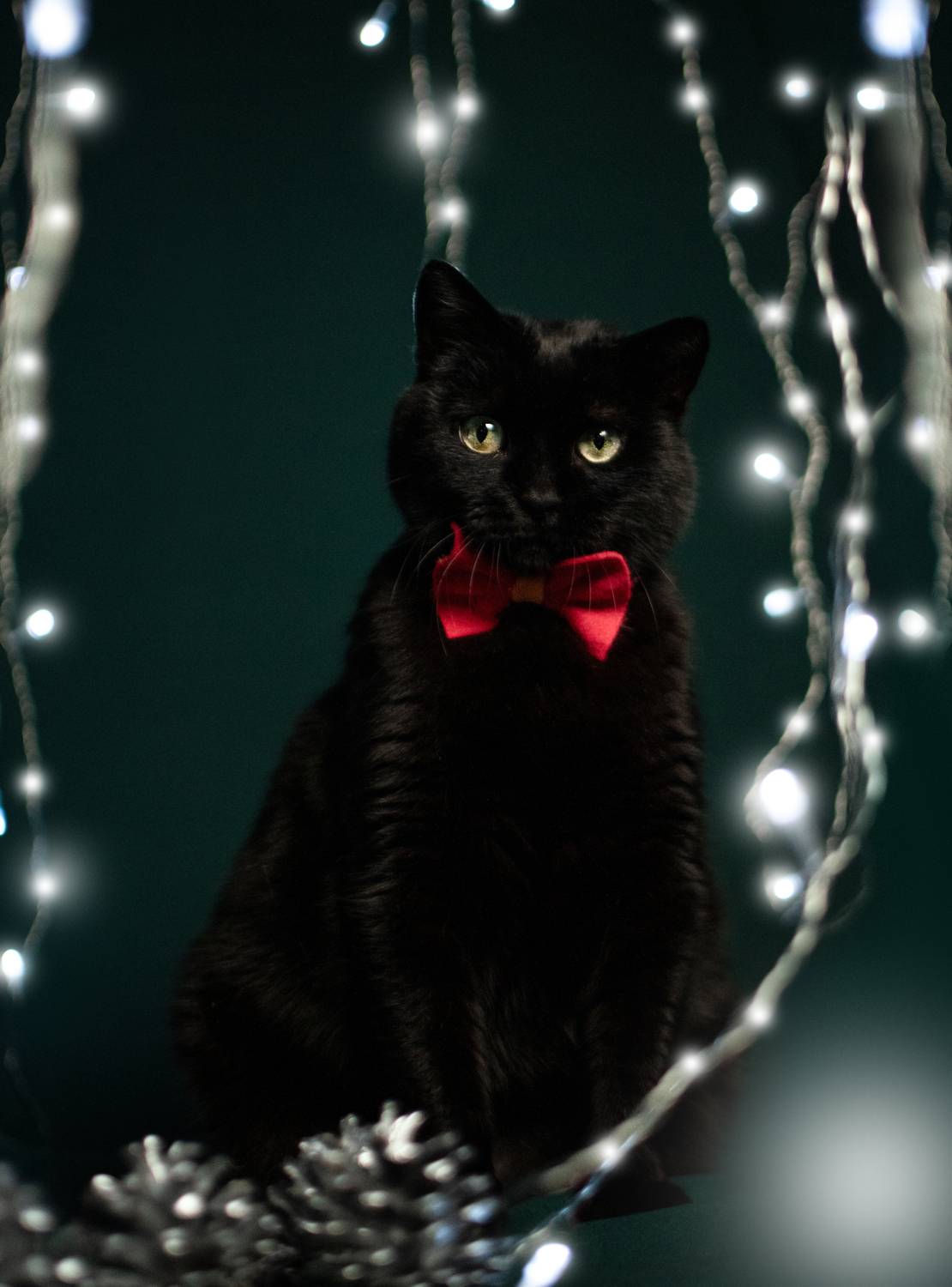 Photo #12304765