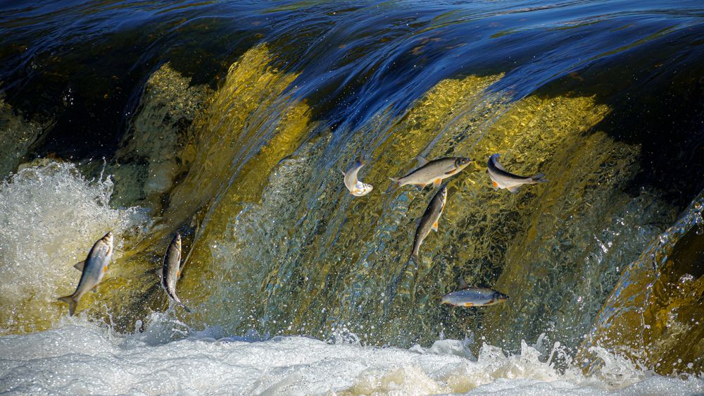 Photograph by Valdis Serzhans