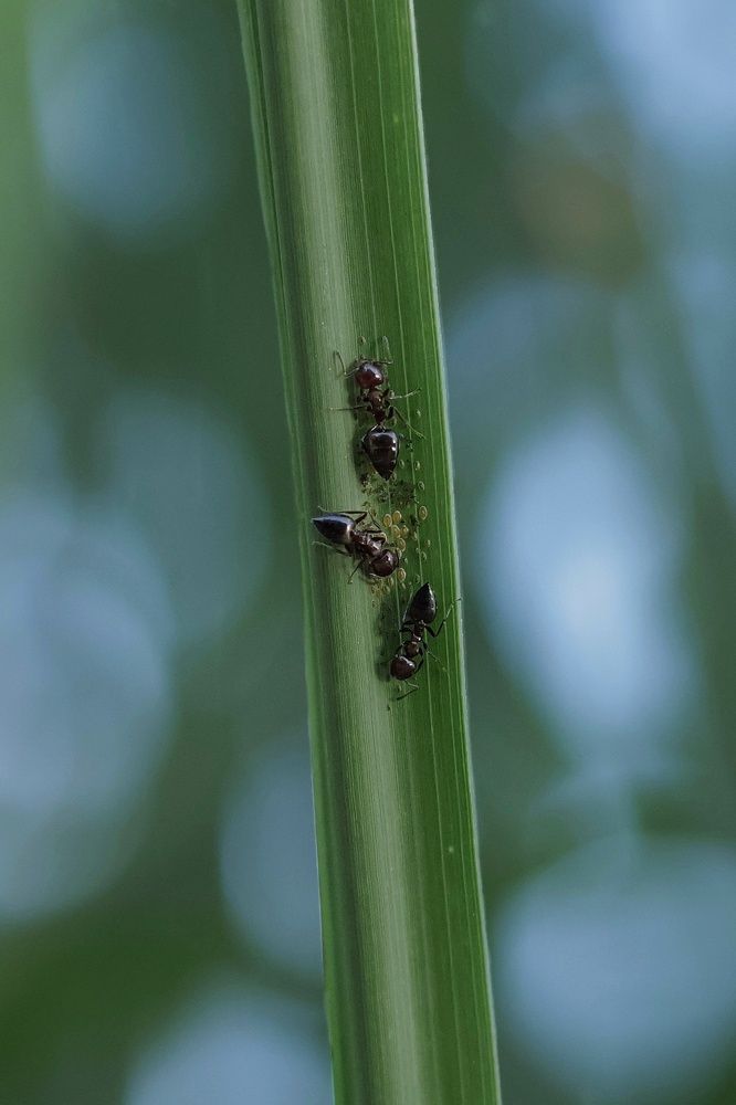 Фотография автора Abhijit Mukherjee