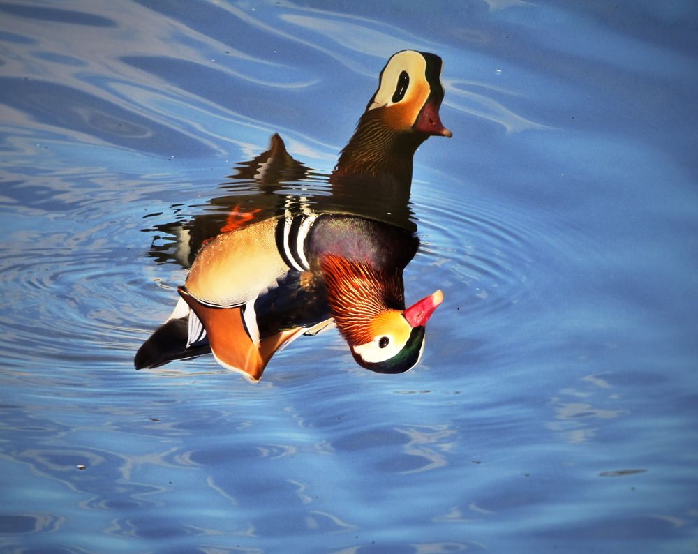 Photograph by Раиса Грабко