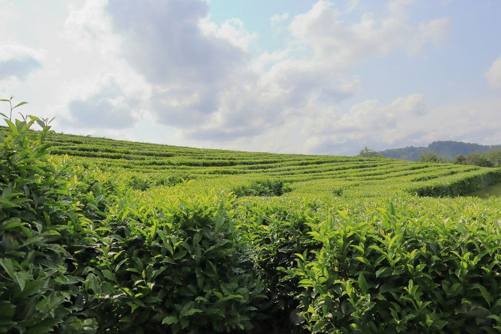 Чайная плантация.