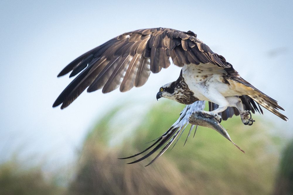 A master at the art of fishing