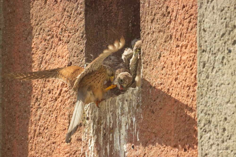 Photograph by Алексей Борисов