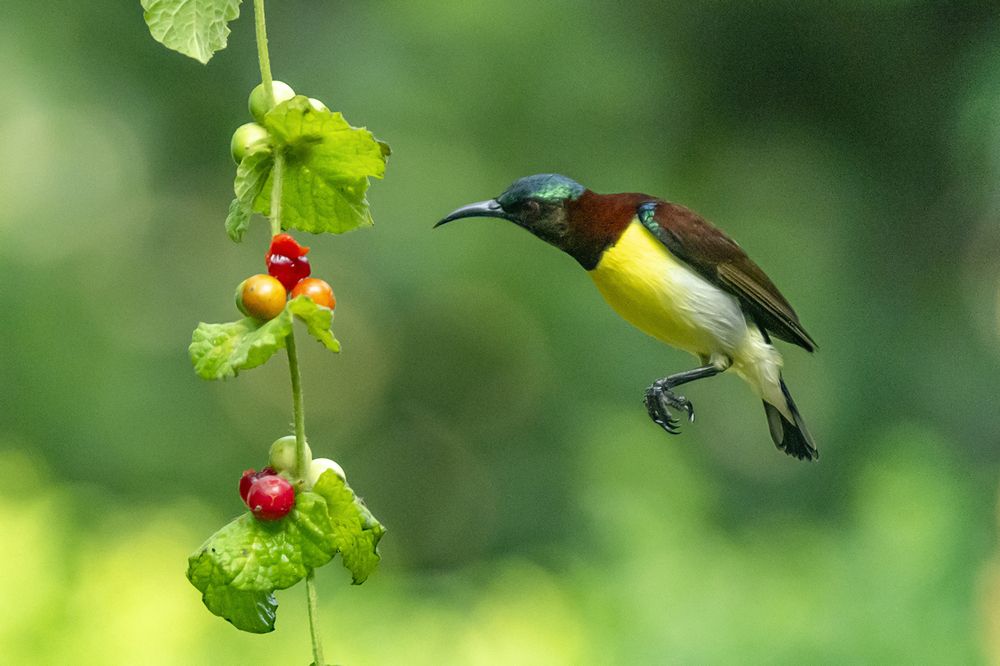 A beautiful little creation of nature.