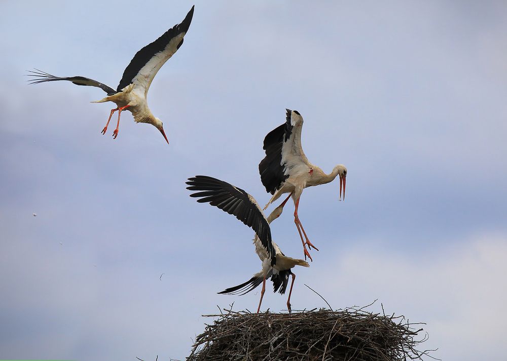 Аисты. Воздушная атака.