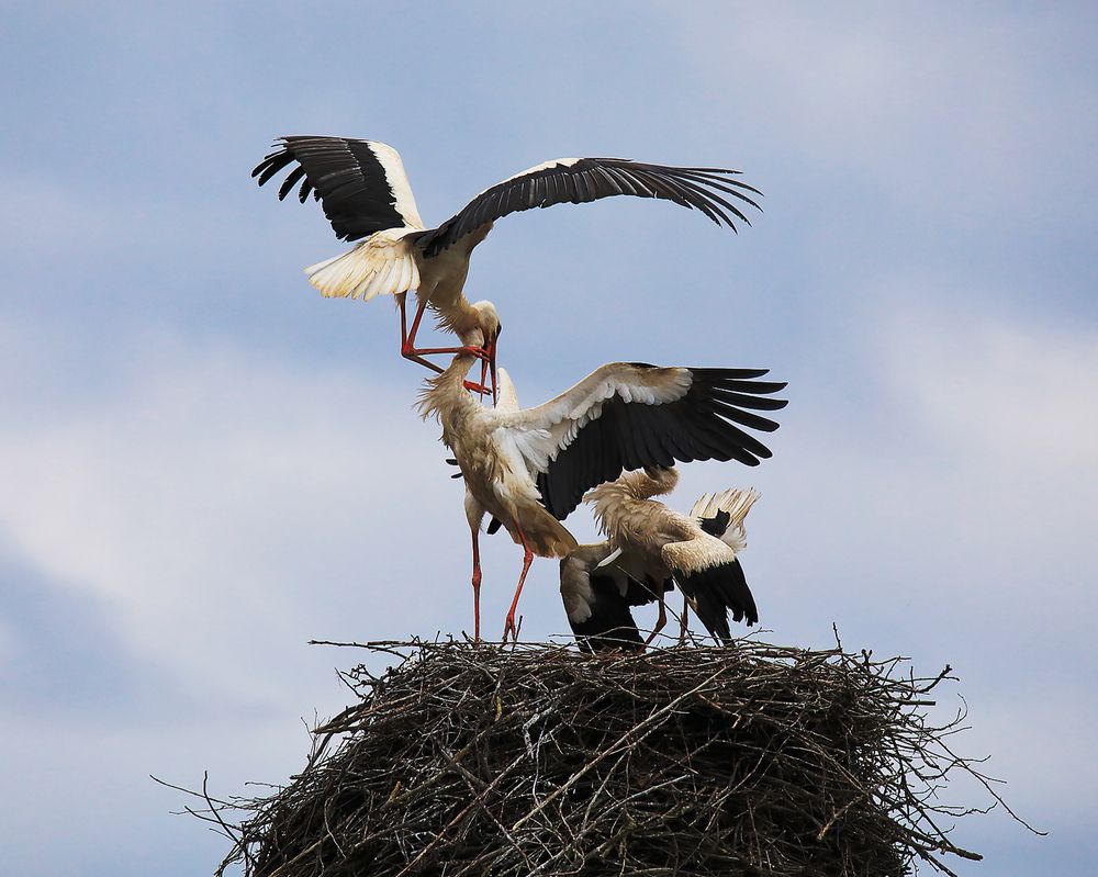 Аисты. Борьба за гнездо.