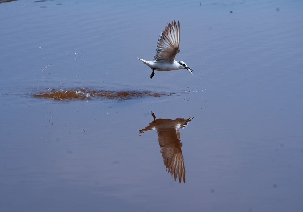 Photograph by Sumi H