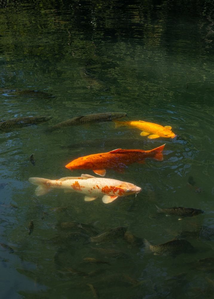 Photograph by София Серёжечкина