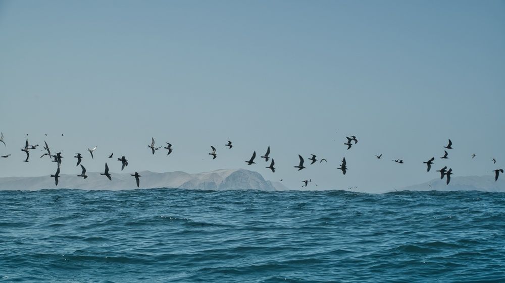 Freedom Over the Deep Blue