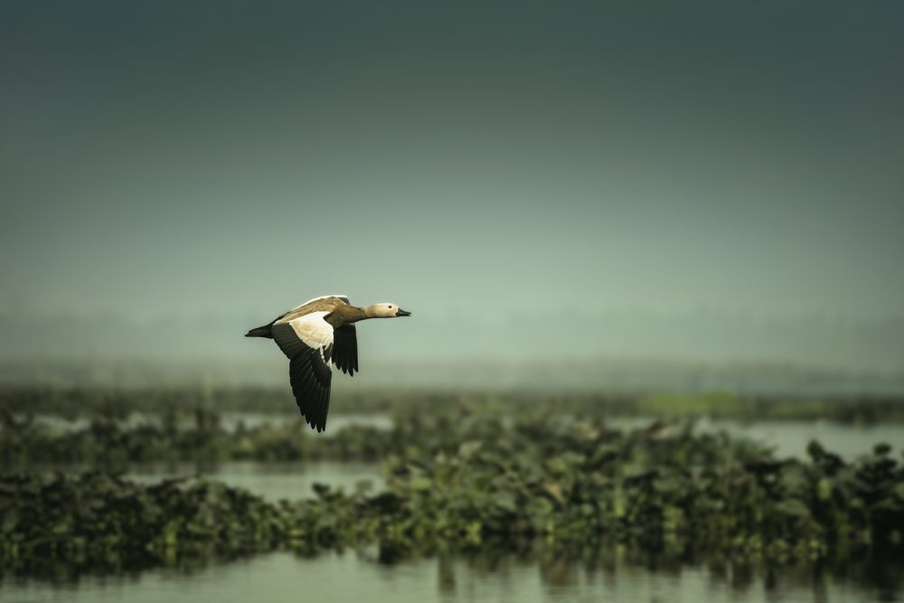 Photograph by Niranjan Baishya