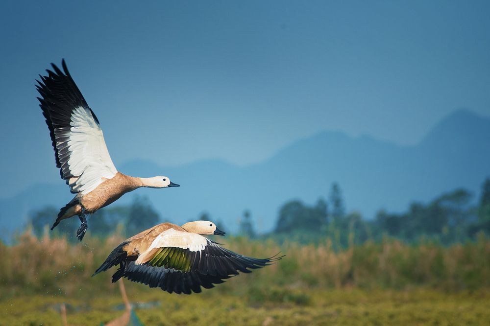 Photograph by Niranjan Baishya