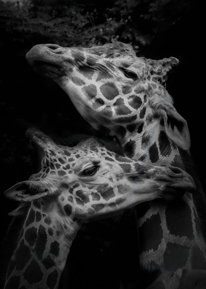 Photograph by Kaisyakuji Yushi