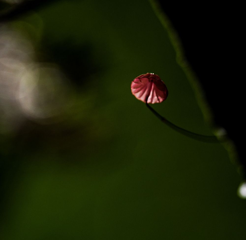 Photograph by Sumi H