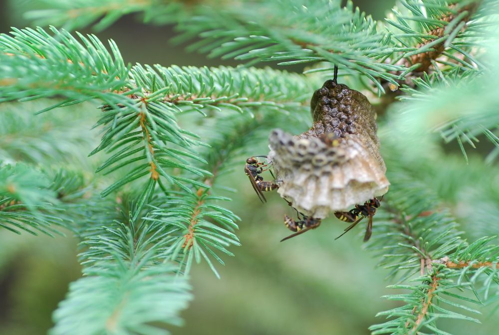 Photograph by Оксана Трофименко