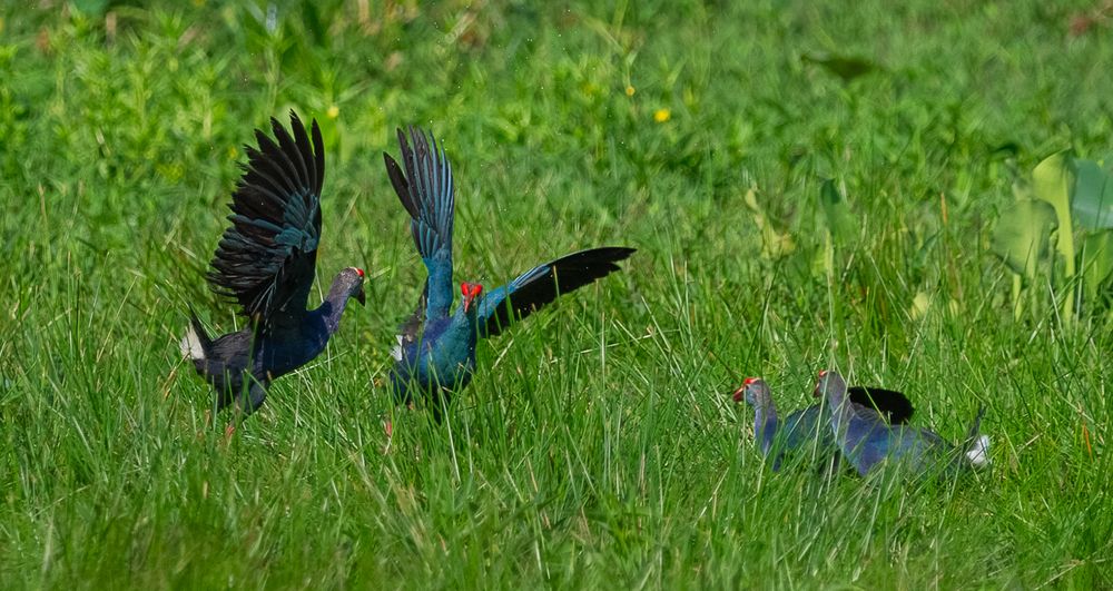 Photograph by Saliya Ambegoda