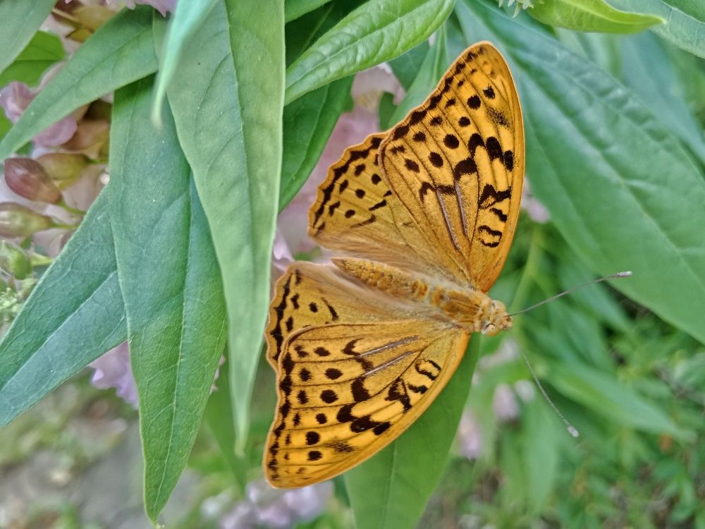 Перламутровка лесная