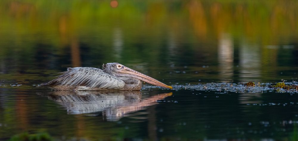 Photograph by Saliya Ambegoda
