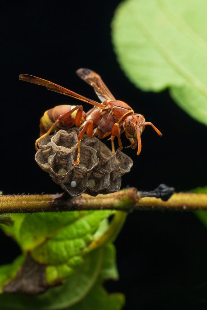 Фотография автора Vivek Sundaram