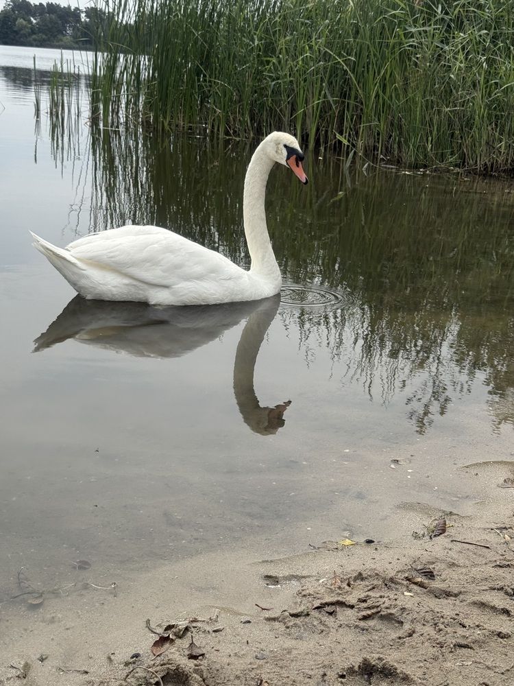 Фотография автора Ramin Ismayilov