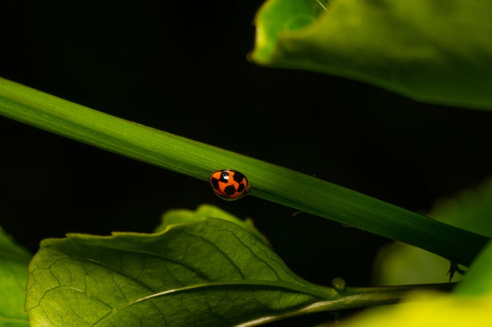 Photograph by Jsian Lee