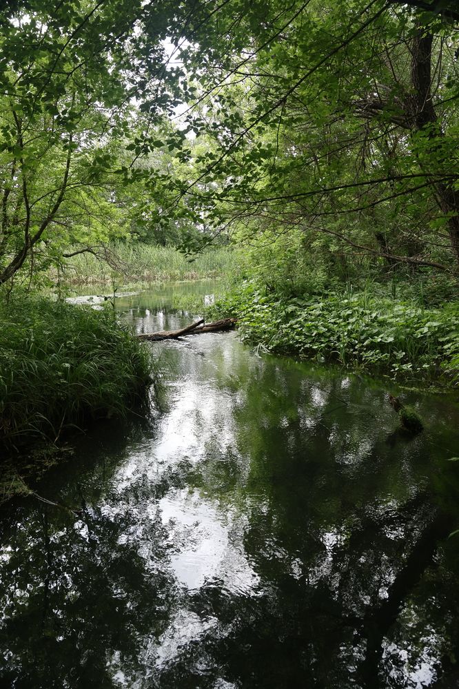 Фотография автора Светлана Поливанова