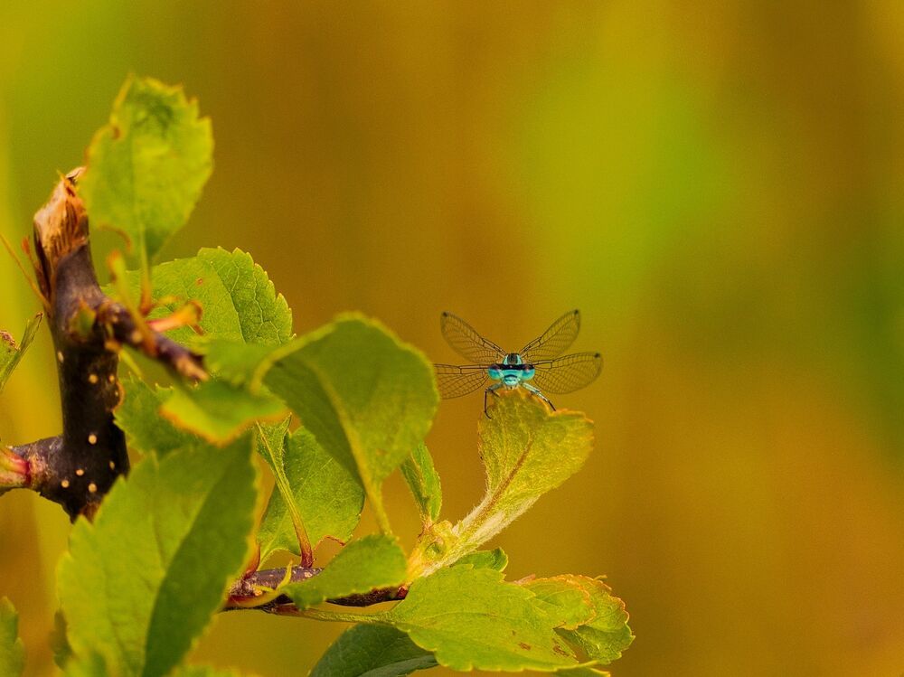 Photograph by Jaroslav Hanzalík
