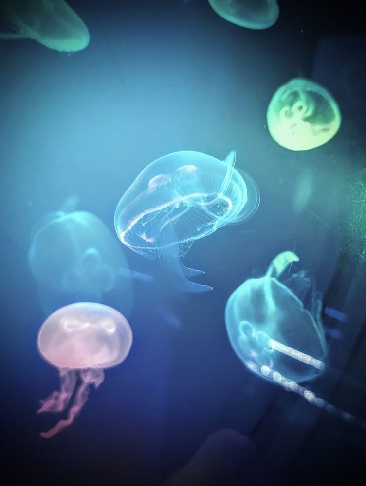 Photograph by AlexaL