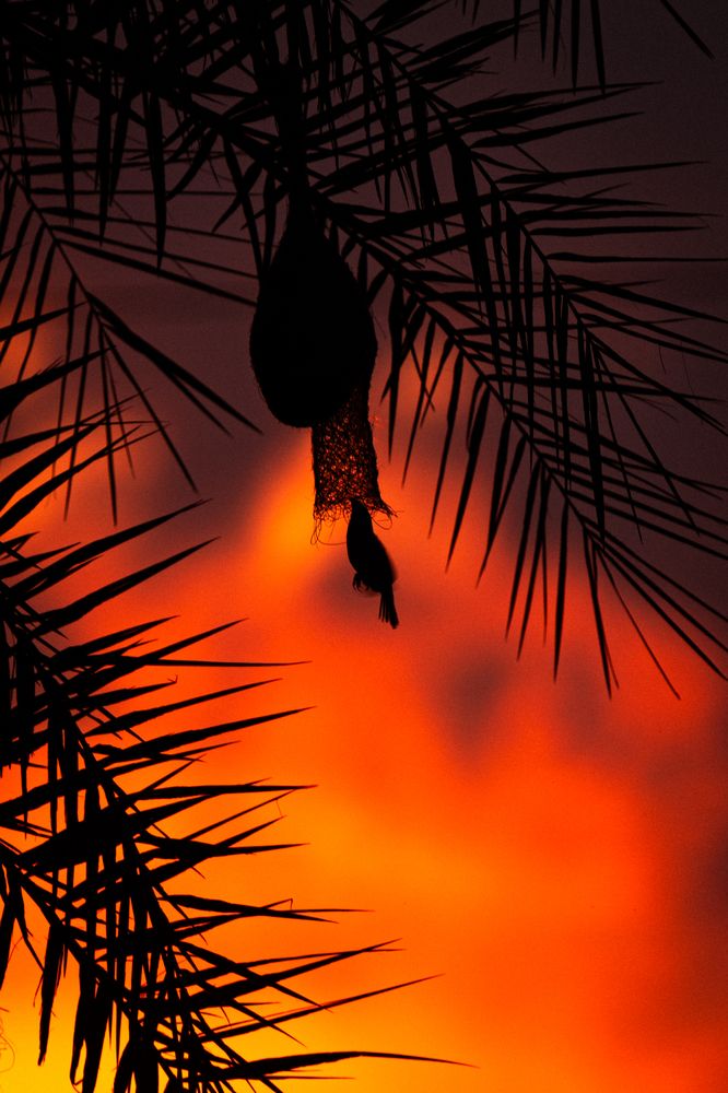 Фотография автора Arpit Dhore