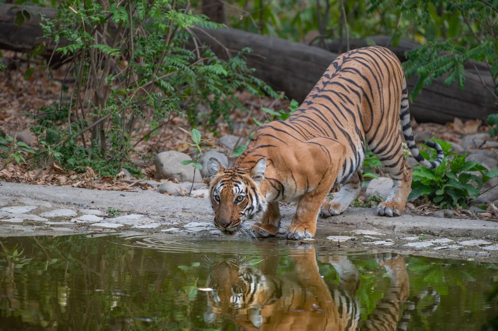 Photograph by Atul Sharma