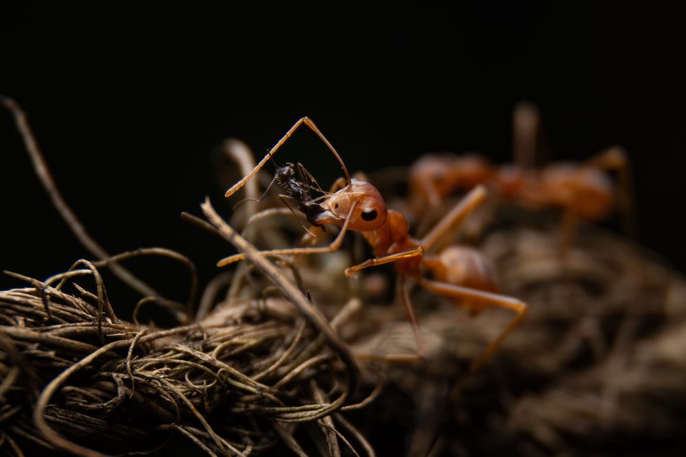 Photograph by Shehan Dondeenu