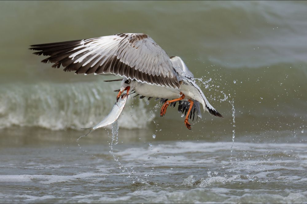 Photograph by Shehan Dondeenu