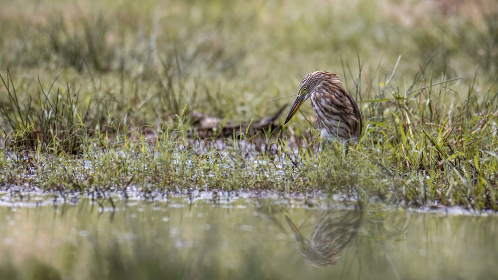 Photograph by Shehan Dondeenu