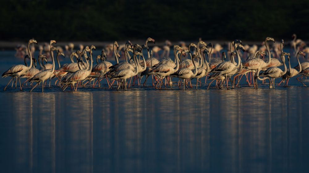 Photograph by Shehan Dondeenu