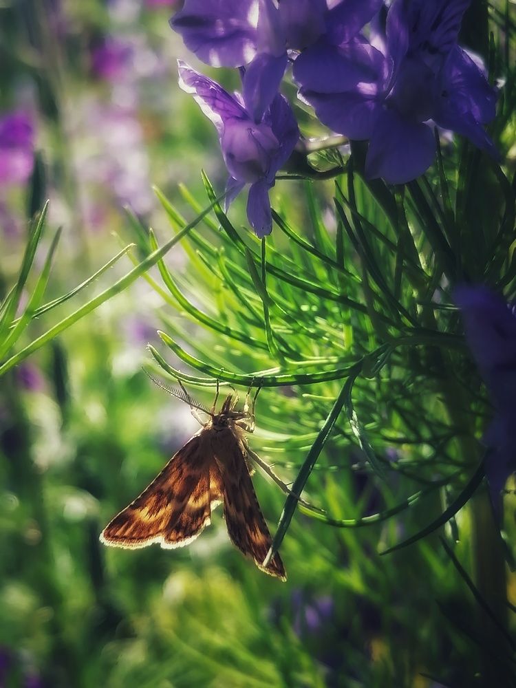 Photograph by Анжелика