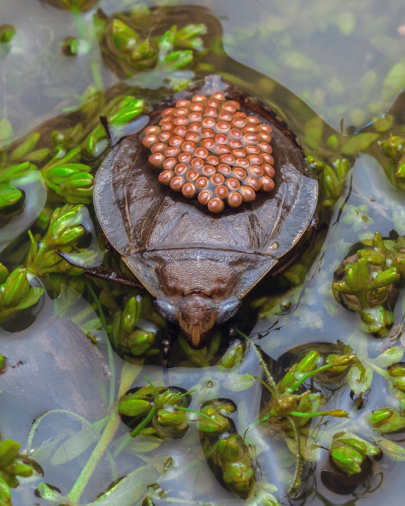 Photograph by Bidyut Kalita