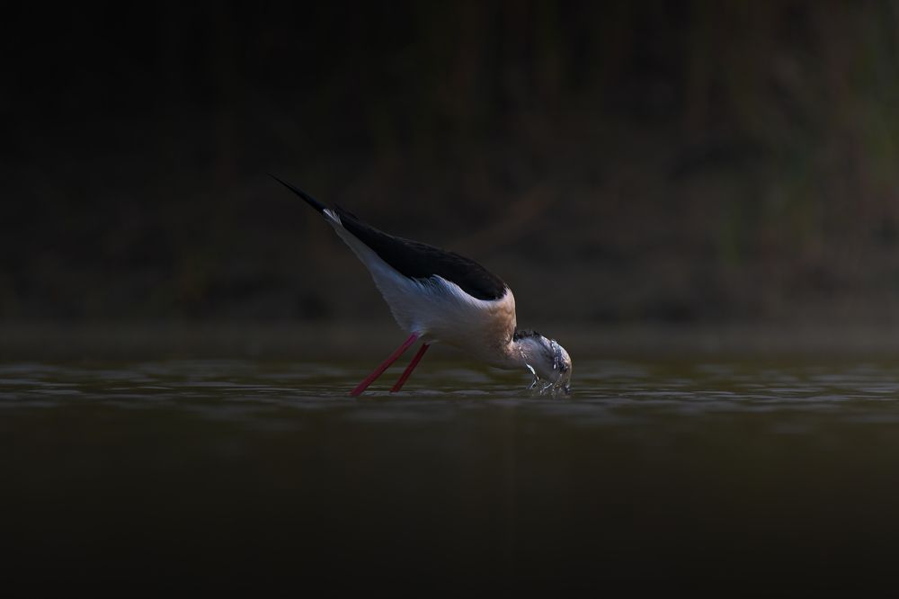 Black-winged stilt