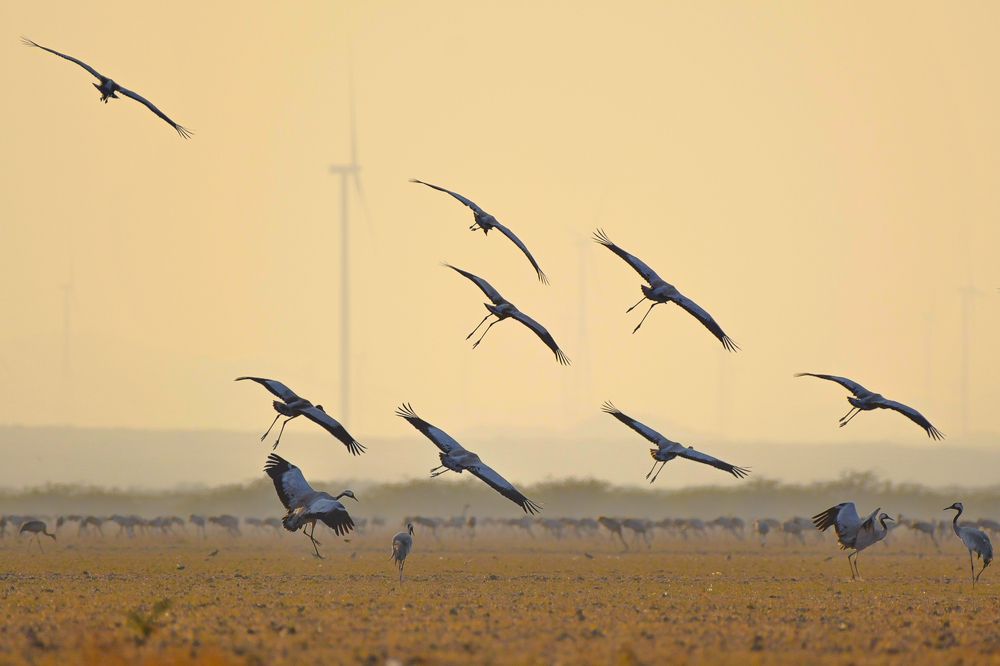 Common Cranes
