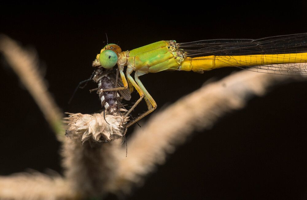 Photograph by Bikash Debnath