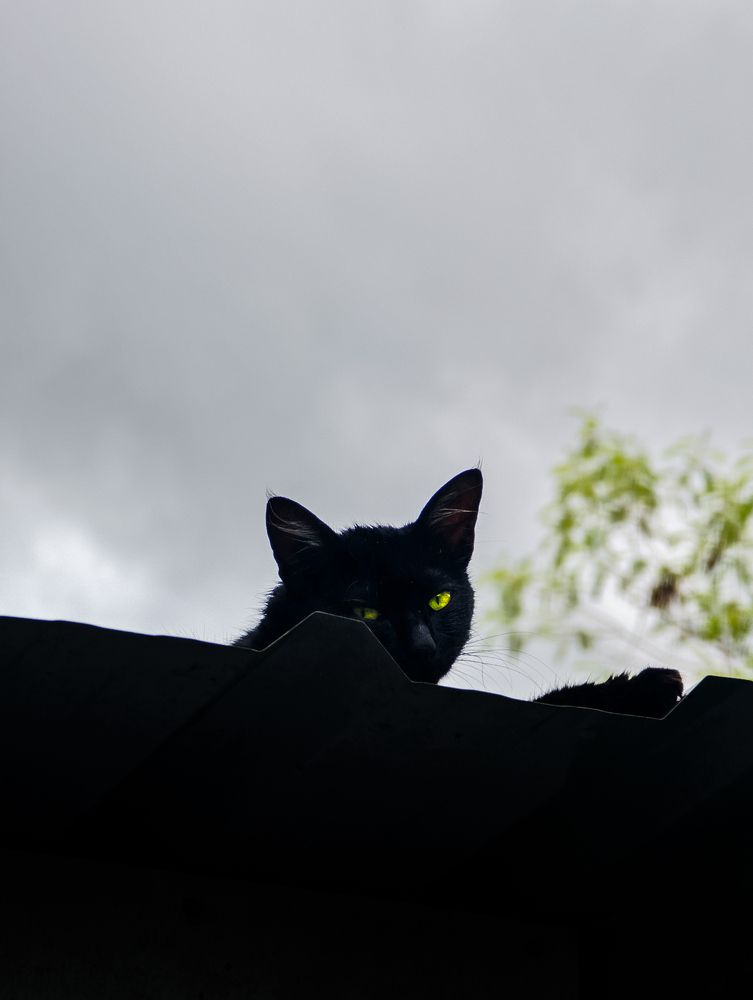 Shadow cat