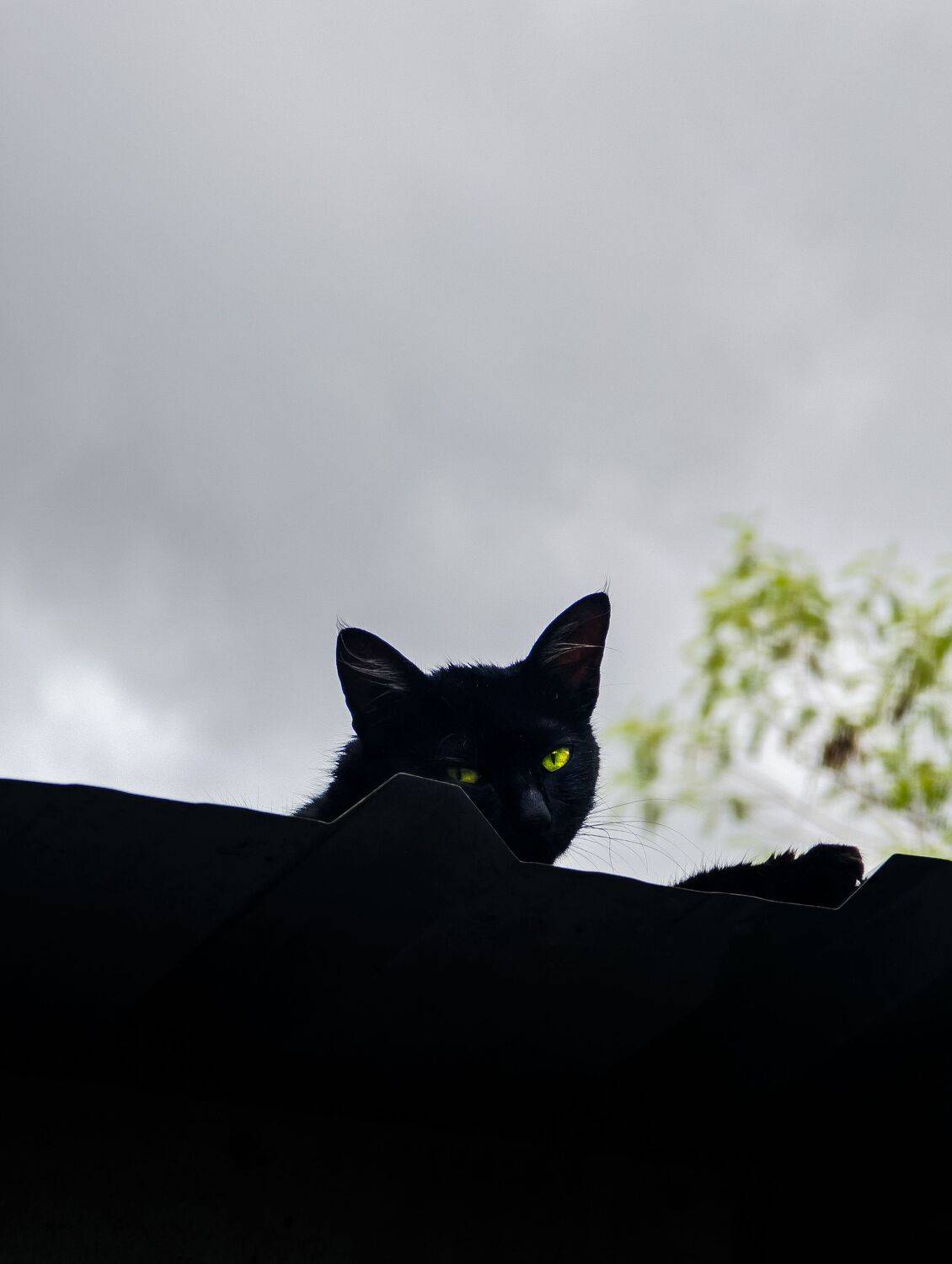 Shadow cat