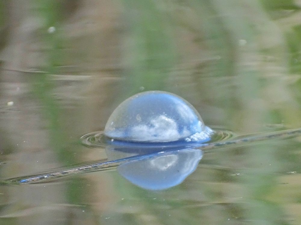 Фотография автора Paula Torrent