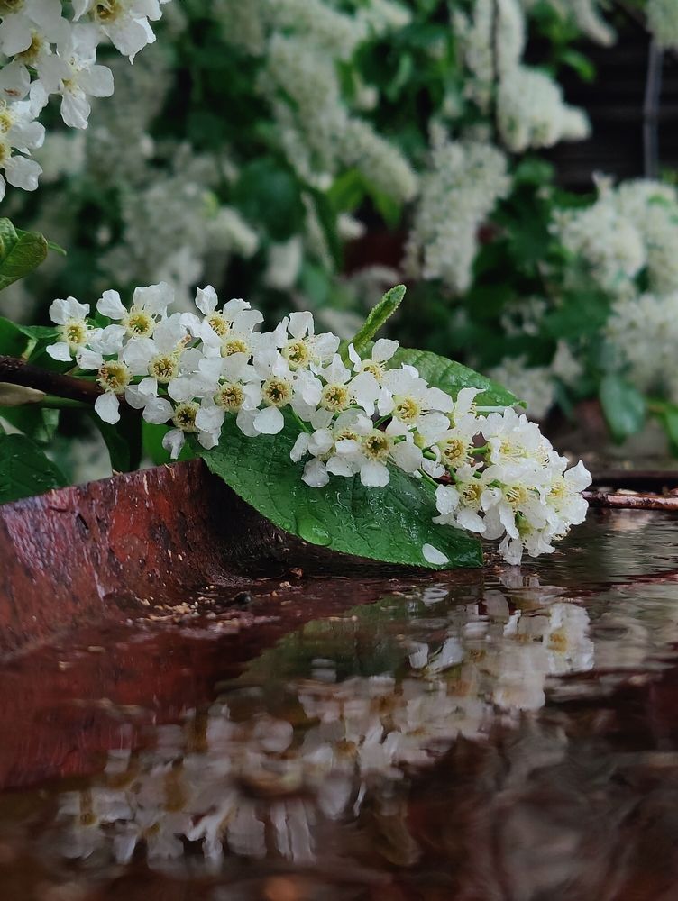 Photograph by Татьяна Гулакова