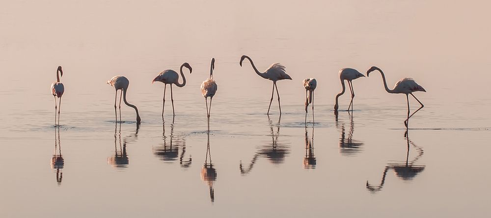 Photograph by Selma Kotanci