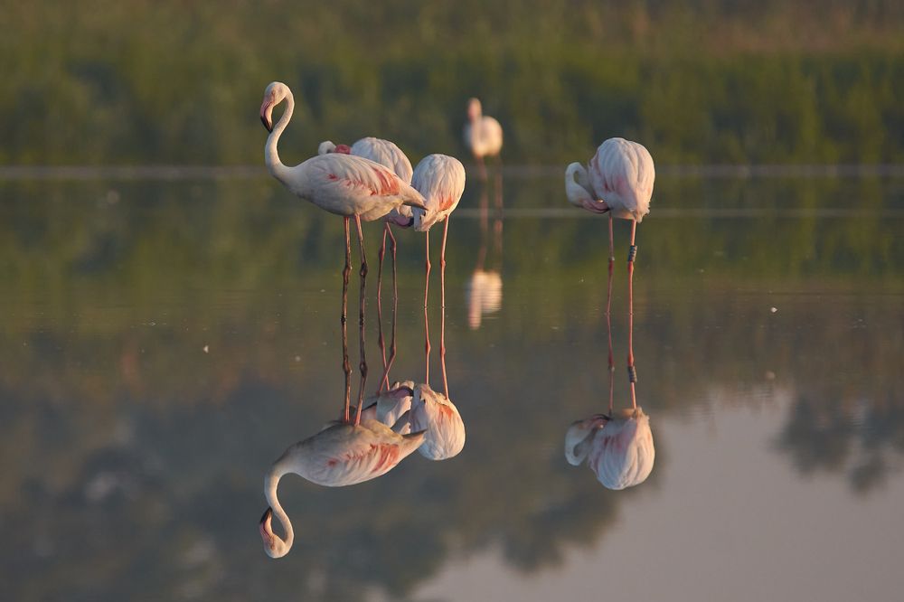 Photograph by Andrea Barlotti