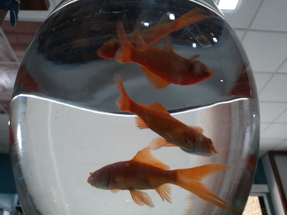 Photograph by Mohammad Rasul Molazamani