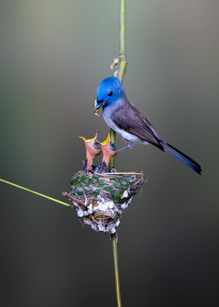 Photograph by Aritra Nath