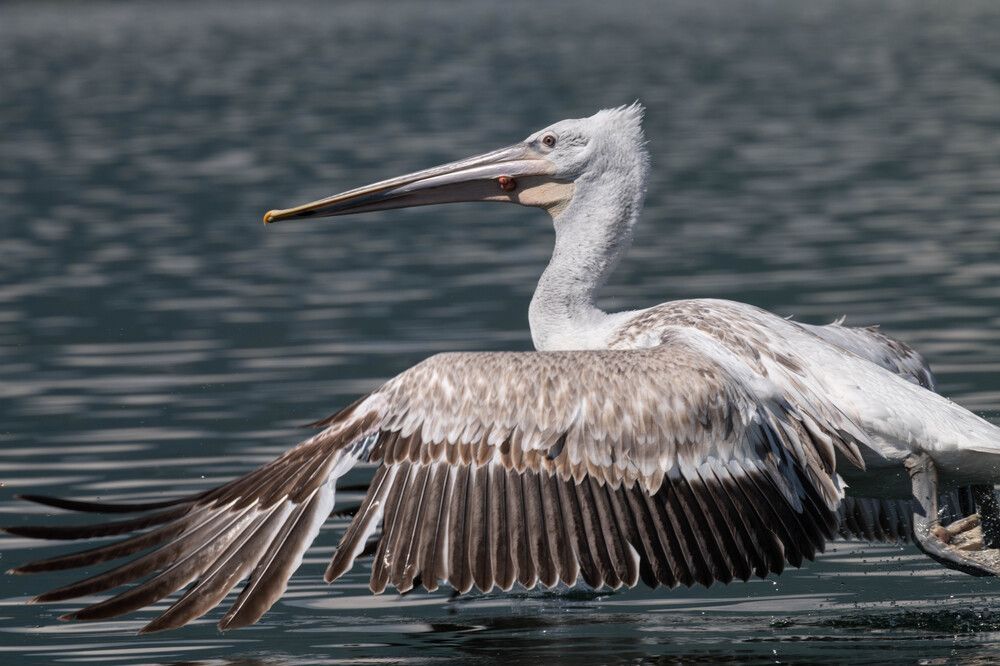 Фотография автора DIMITRIS MPAZIOTOPOULOS